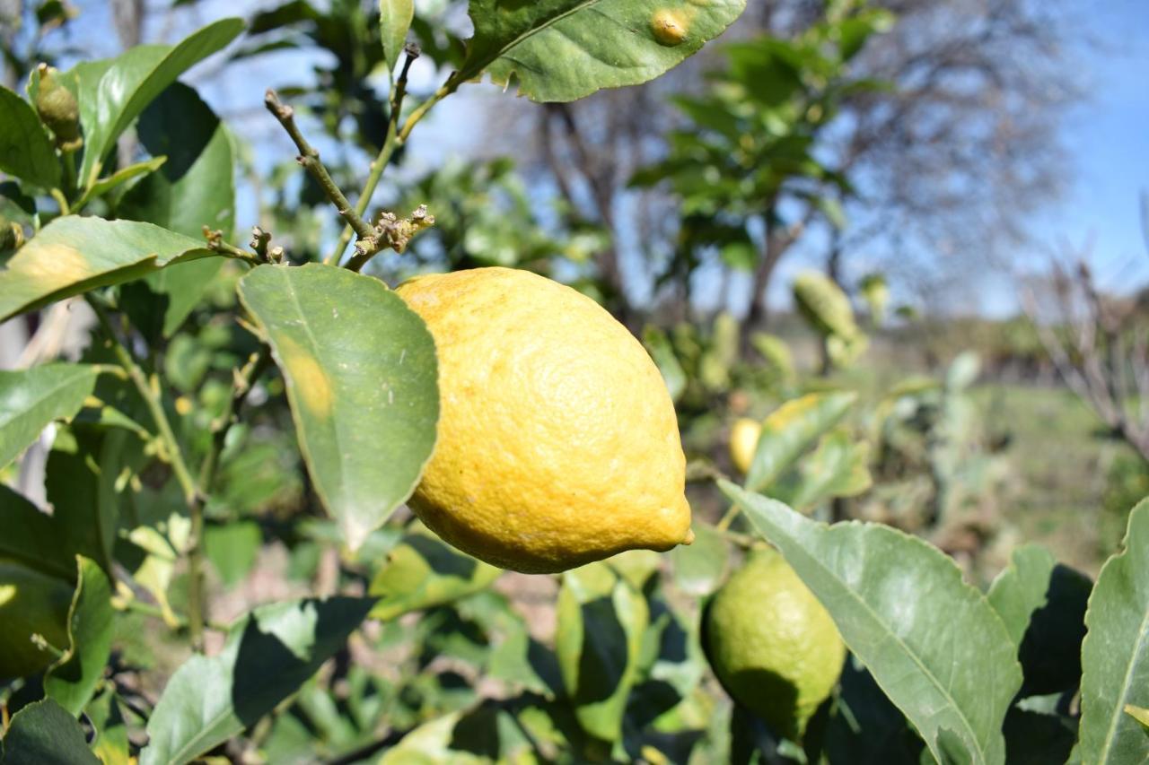 הוילה סנטה ונרינה Etna Tra Le Querce מראה חיצוני תמונה